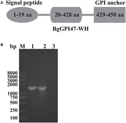 Evaluation of Babesia gibsoni GPI-anchored Protein 47 (BgGPI47-WH) as a Potential Diagnostic Antigen by Enzyme-Linked Immunosorbent Assay